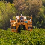 Machine à vendanger en action dans les vignes verdoyantes.