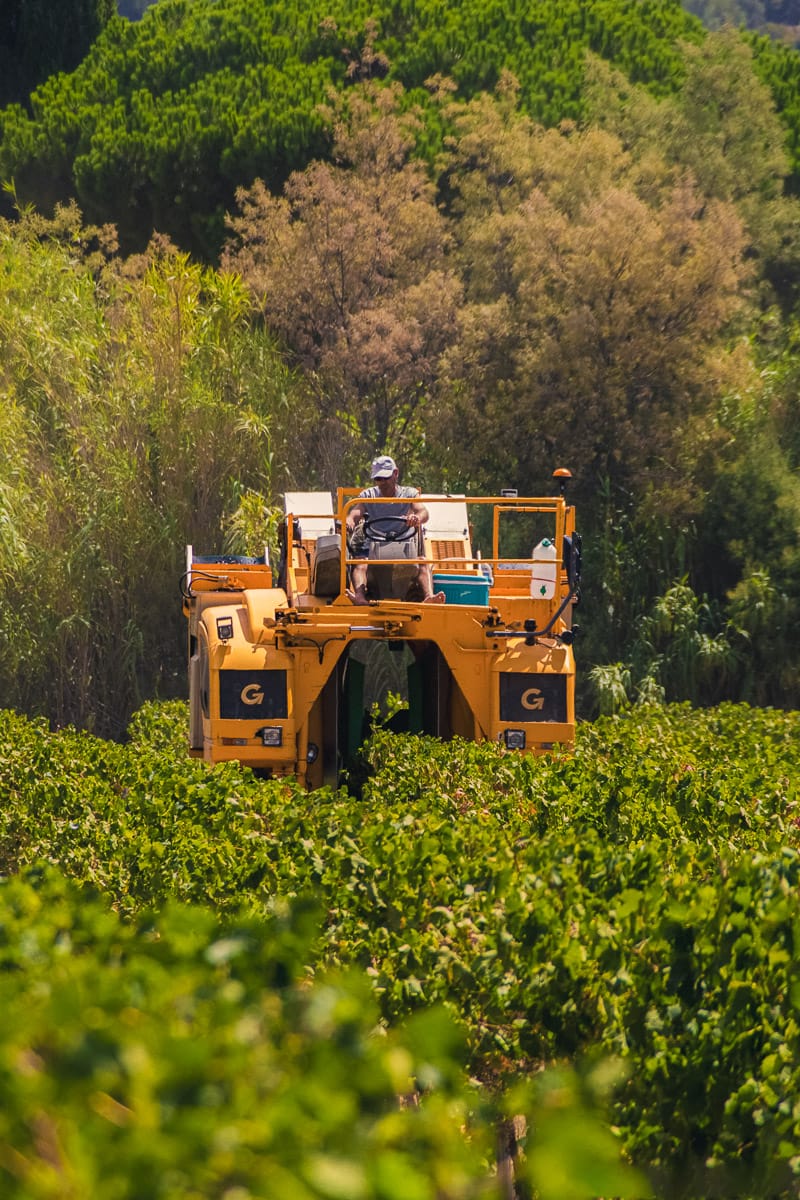 Machine à vendanger en action dans les vignes verdoyantes.