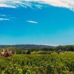 Machine à vendanger traversant les rangs de vignes sous un ciel bleu ensoleillé.