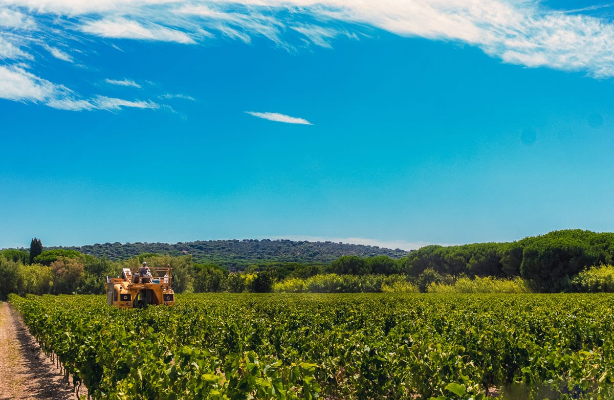 Machine à vendanger traversant les rangs de vignes sous un ciel bleu ensoleillé.