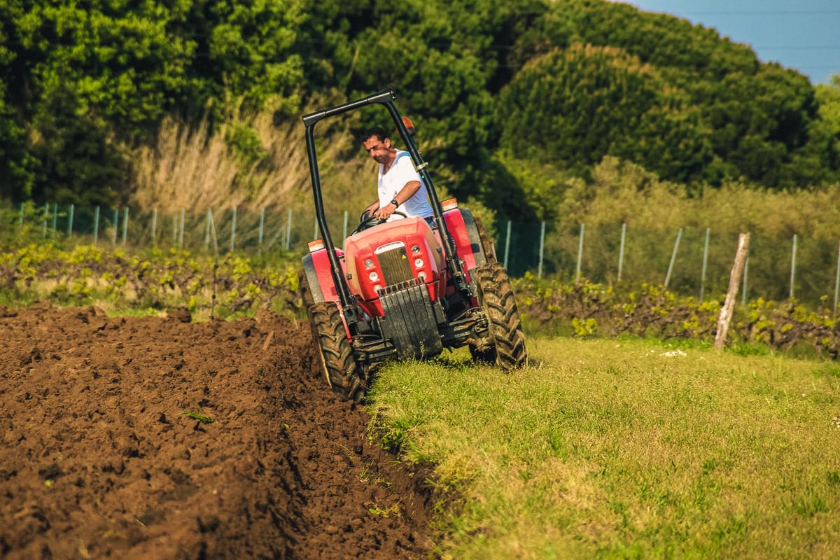Homme labourant un champ avec un tracteur rouge près des vignes.