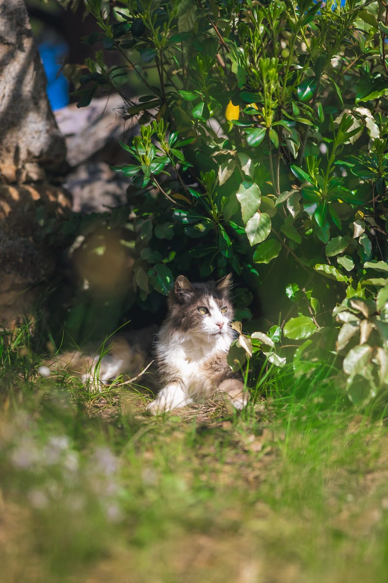 Chat blanc et gris se reposant à l’ombre dans le jardin de la Ferme de l'Empereur.