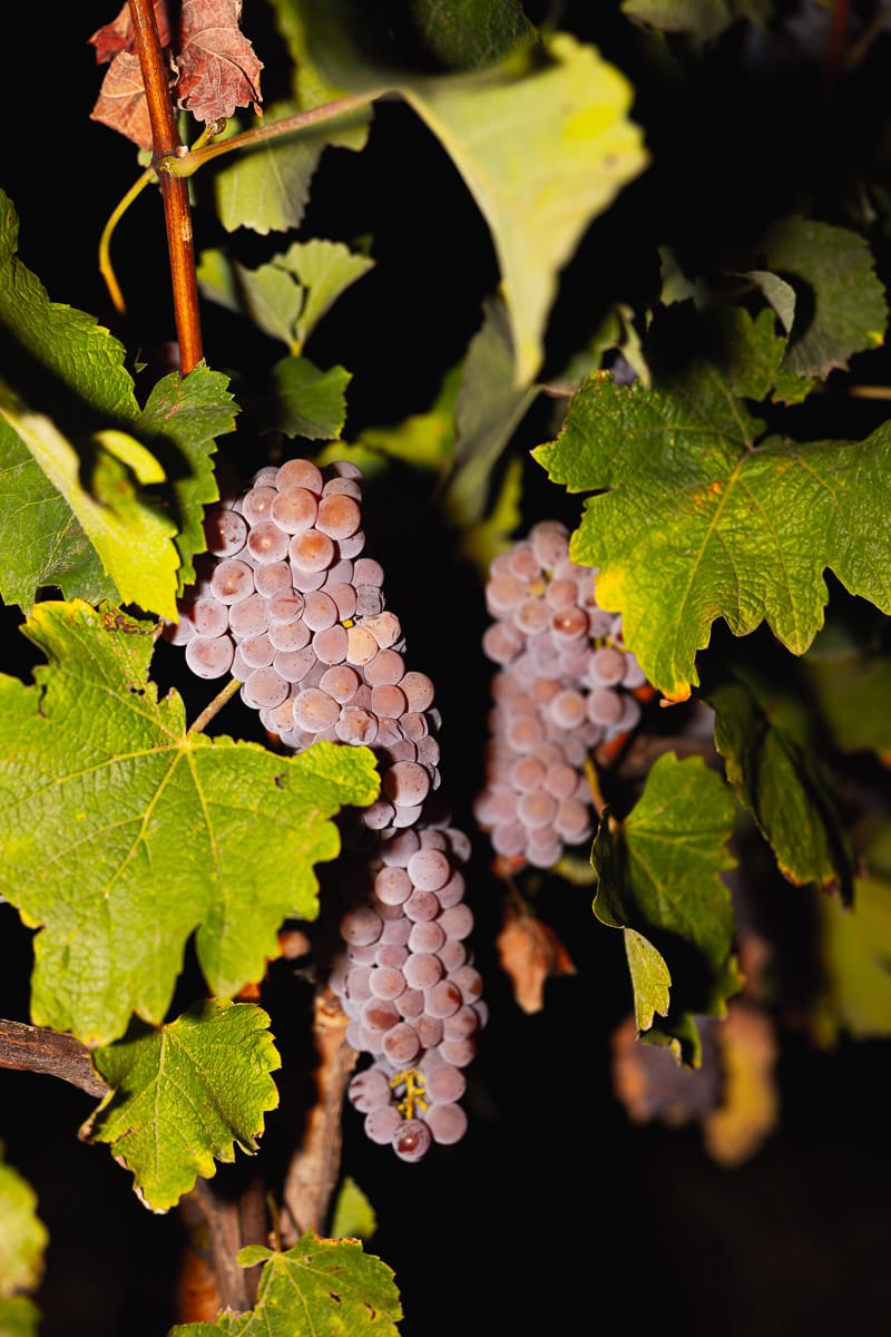 Grappe de raisins violets mûrs accrochée à la vigne, entourée de feuilles vertes.