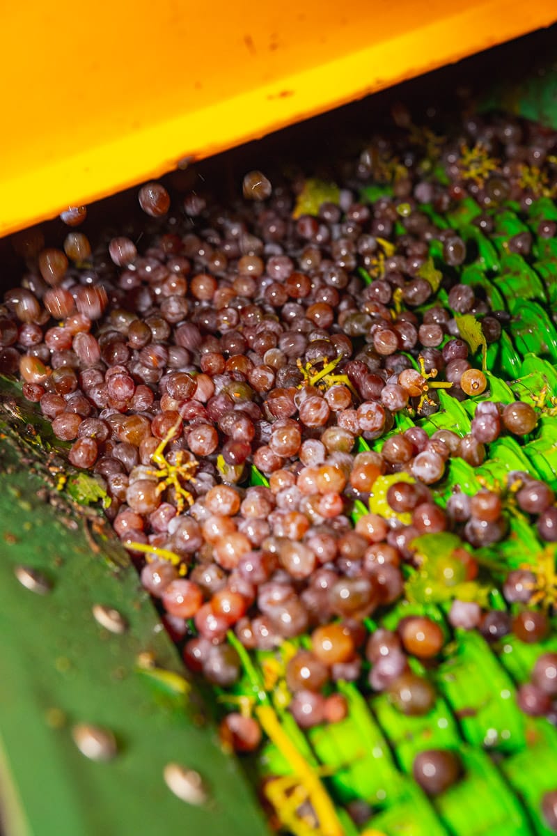 Raisins fraîchement récoltés sur le tapis d’une machine à vendanger.