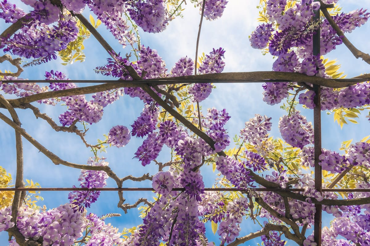 Fleurs de glycine violette sur pergola à la Ferme de l'Empereur.