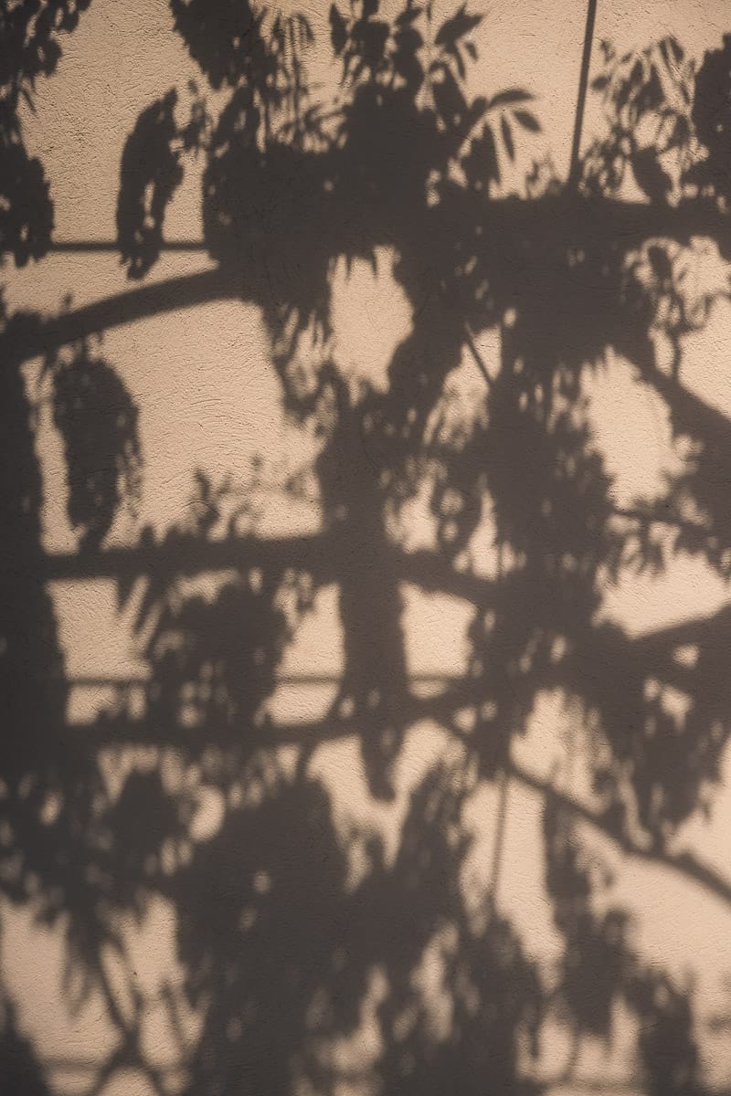 Ombres de branches et feuilles projetées sur un mur beige.