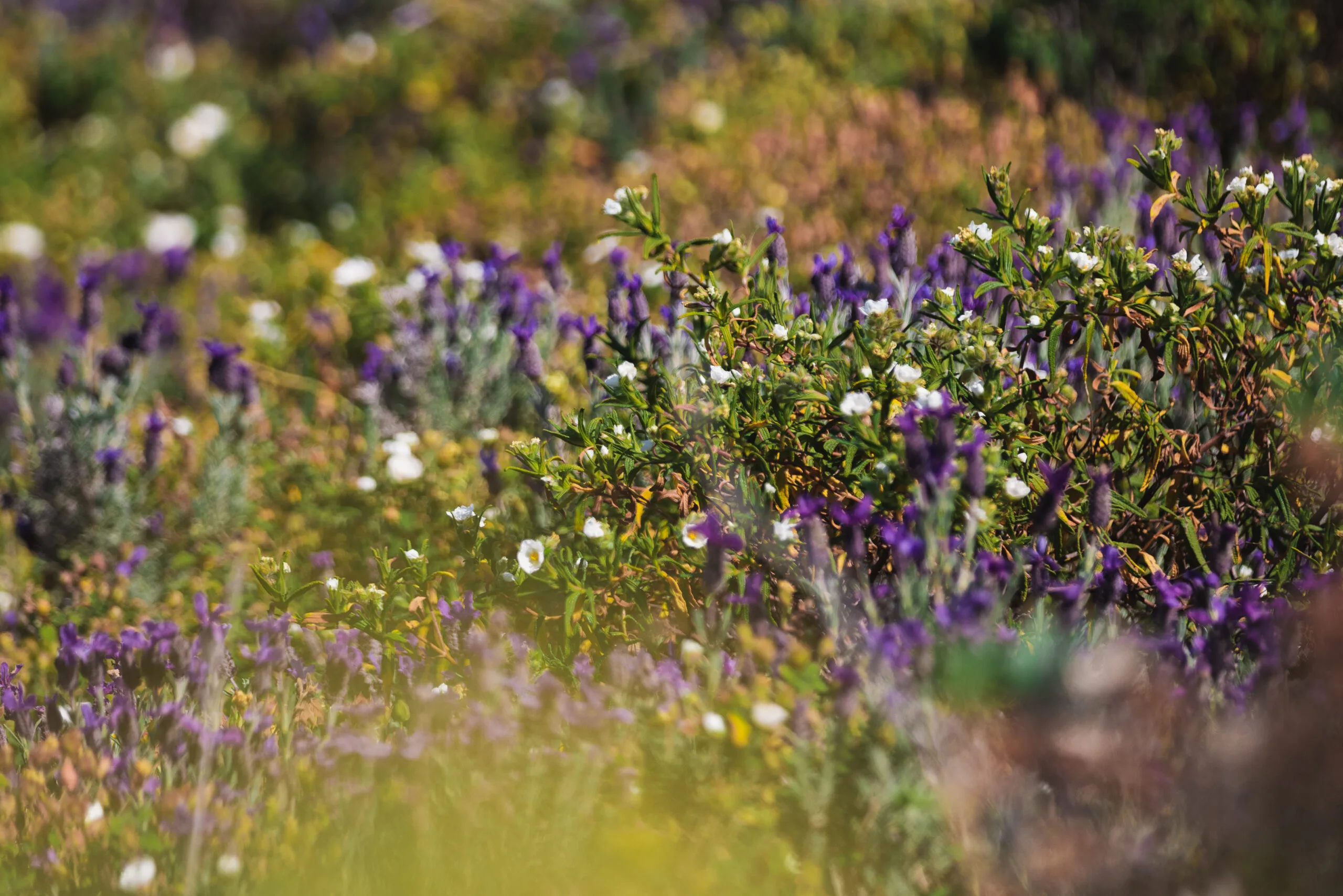 Fleurs sauvages colorées du littoral méditerranéen à Ramatuelle