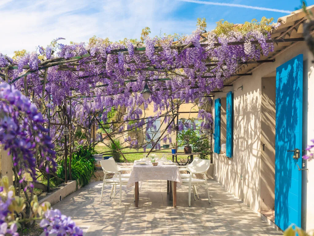 Terrasse ensoleillée avec pergola couverte de glycines violettes et volets bleus.