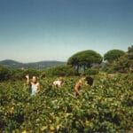 Groupe de personnes récoltant du raisin dans les vignes sous un ciel bleu.