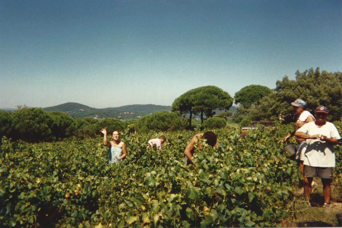 Groupe de personnes récoltant du raisin dans les vignes sous un ciel bleu.