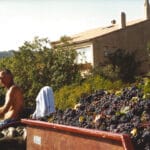 Homme conduisant un tracteur chargé de grappes de raisin pendant les vendanges.