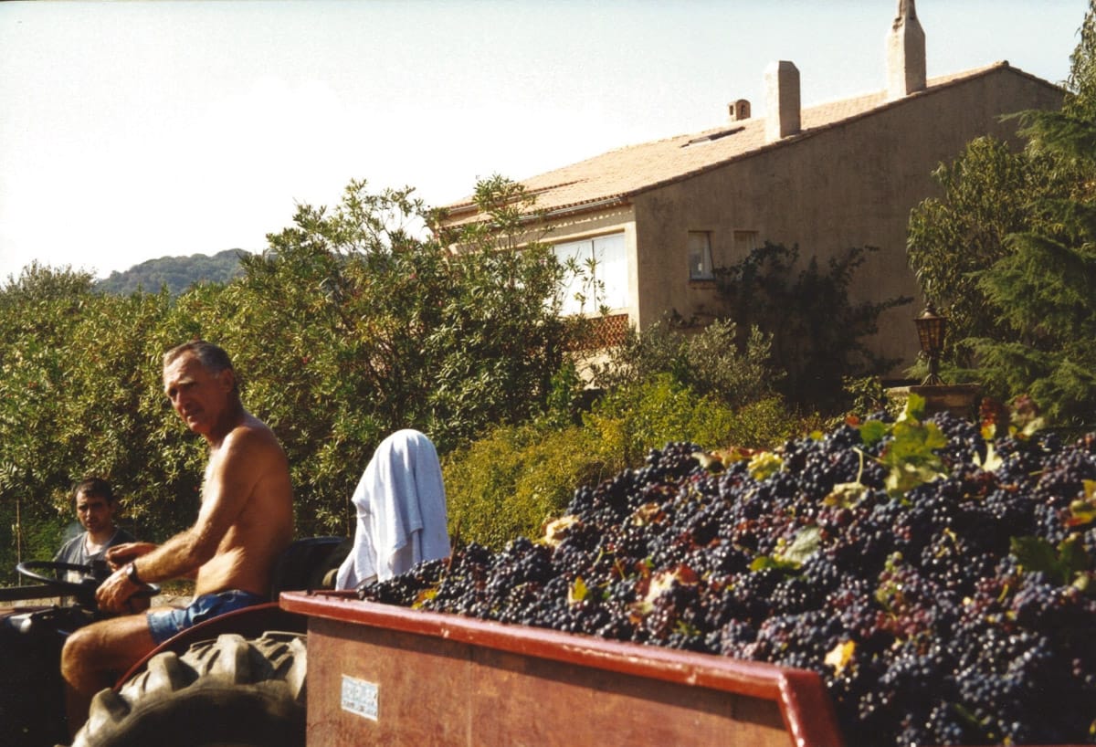 Homme conduisant un tracteur chargé de grappes de raisin pendant les vendanges.