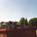 Remorque remplie de grappes de raisin fraîchement récoltées, sous un ciel bleu dégagé.