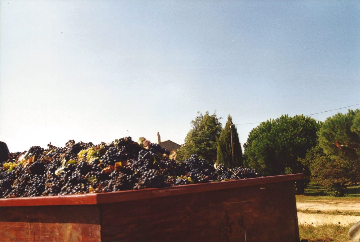 Remorque remplie de grappes de raisin fraîchement récoltées, sous un ciel bleu dégagé.