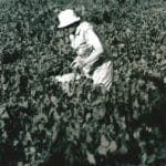 Femme âgée vendangeant manuellement dans les vignes.