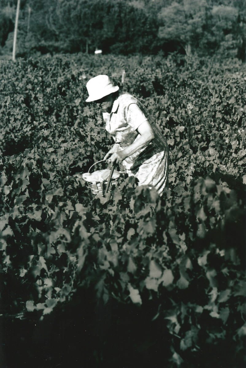 Femme âgée vendangeant manuellement dans les vignes.